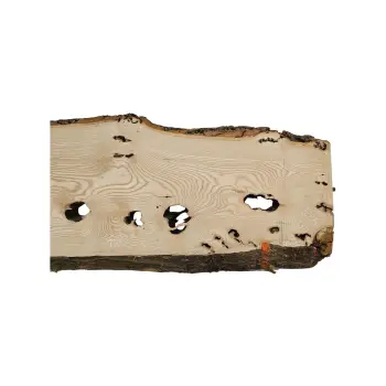 Deska Jesionowa 105x20-36x4,3 cm