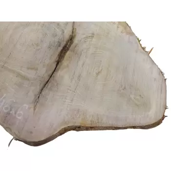 Plaster Dębowy 58x46cm
