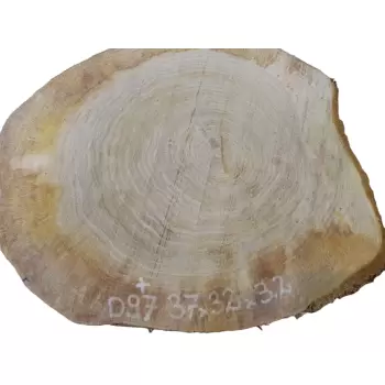 Plaster Dębowy 37x32cm