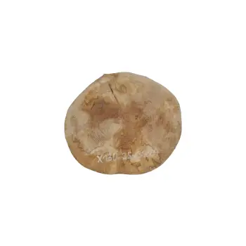Plaster Jawora 35x32x4cm