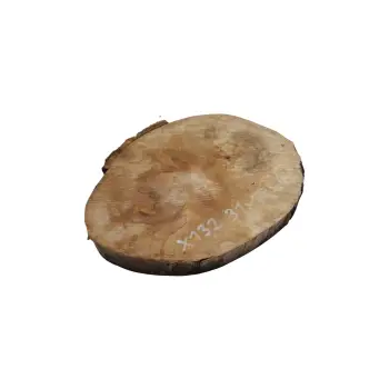 Plaster Jawora 31x27x4cm