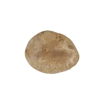 Plaster Jawora 37x31x4cm