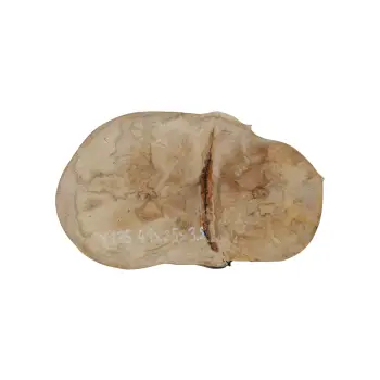 Plaster Jawora 41x25x3,5cm