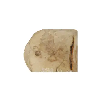 Plaster Jawora 40x25x3,5cm