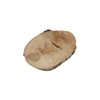 Plaster Jawora 35x26x4cm