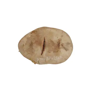 Plaster Jawora 37x26x4cm