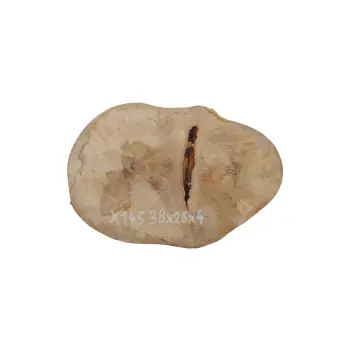 Plaster Jawora 38x26x4cm