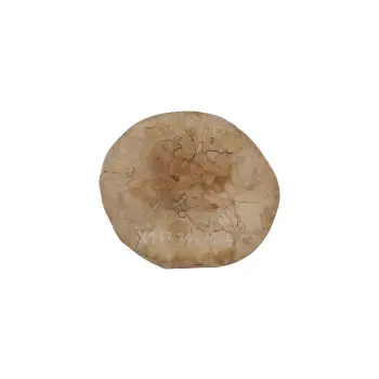 Plaster Jawora 34x31x4cm