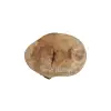 Plaster Jawora 36x26x4cm
