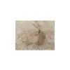 Plaster Jawora 36x32x4cm