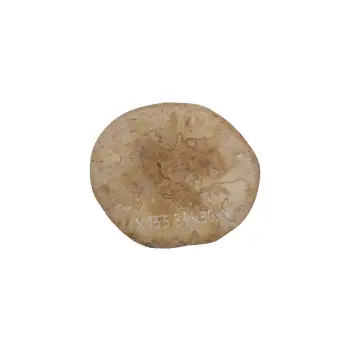 Plaster Jawora 34x30x4cm