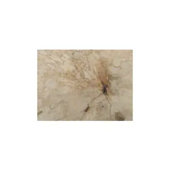 Plaster Jawora 35x32x4cm