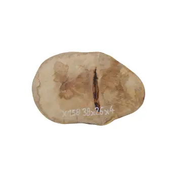 Plaster Jawora 38x26x4cm