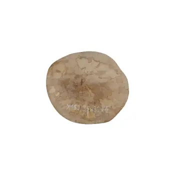Plaster Jawora 35x32x4cm