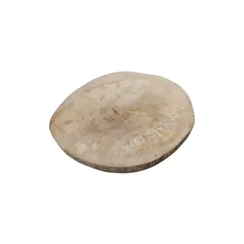 Plaster Jawora 35x32x4cm