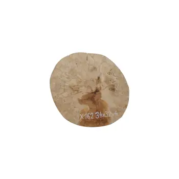 Plaster Jawora 34x32x4cm