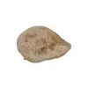 Plaster Jawora 40x28x4cm
