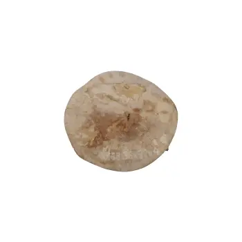 Plaster Jawora 36x32x4cm
