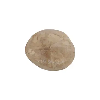 Plaster Jawora 37x32x4cm