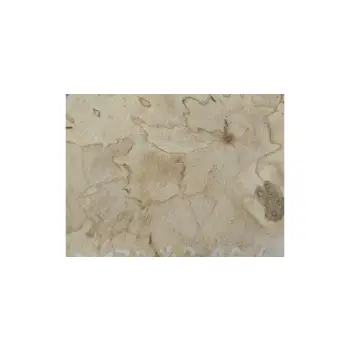 Plaster Jawora 40x26x4cm