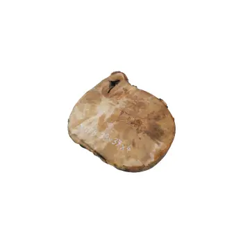 Plaster Jawora 39x37x4cm