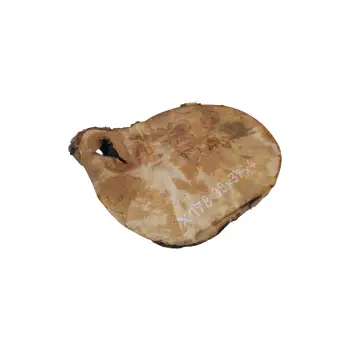 Plaster Jawora 39x37x4cm