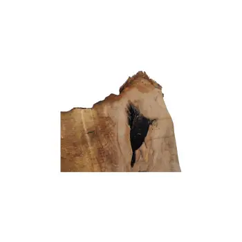 Plaster Jawora 39x36x4cm