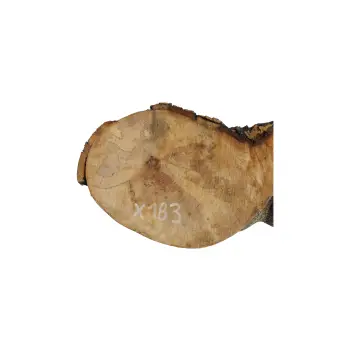 Plaster Jawora 46x20x4cm