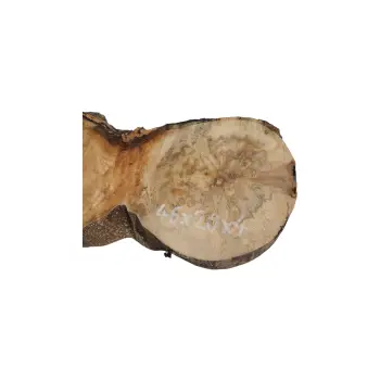 Plaster Jawora 46x20x4cm