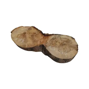 Plaster Jawora 46x20x4cm