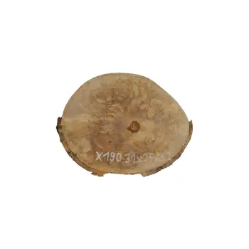 Plaster Jawora 31x25x3cm