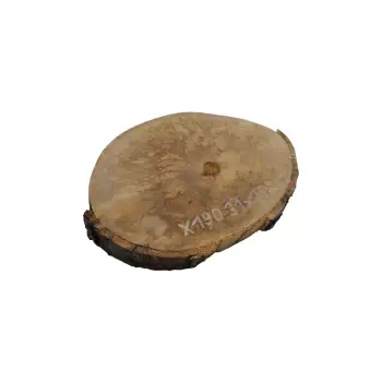 Plaster Jawora 31x25x3cm