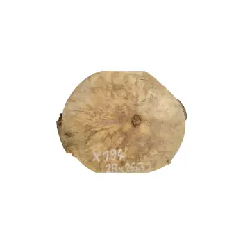 Plaster Jawora 28x26x3cm
