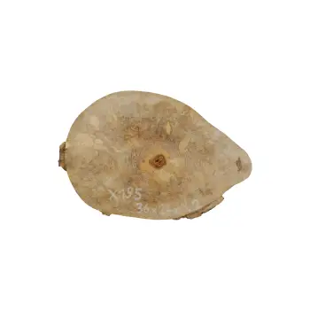 Plaster Jawora 36x24x3cm