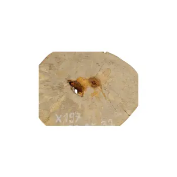 Plaster Jawora 31x25x3cm