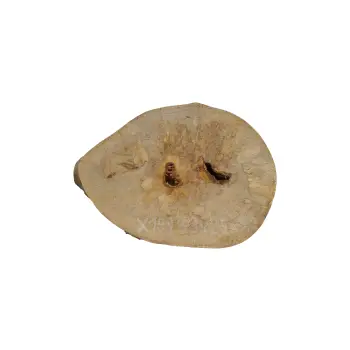 Plaster Jawora 33x25x3cm