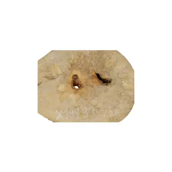 Plaster Jawora 33x25x3cm