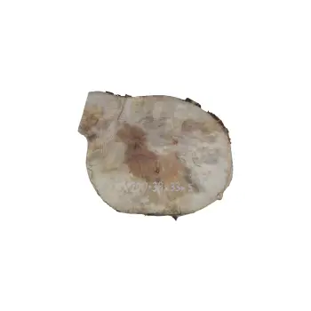 Plaster Jawora 38x33x5cm