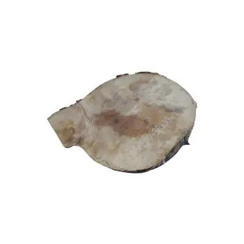 Plaster Jawora 38x33x5cm