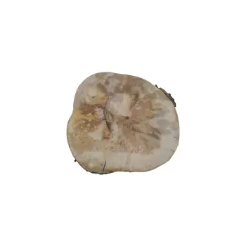 Plaster Jawora 36x34x5cm