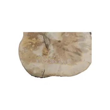 Plaster Jawora 36x34x5cm