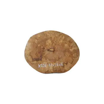 Plaster Jawora 42x34x6cm