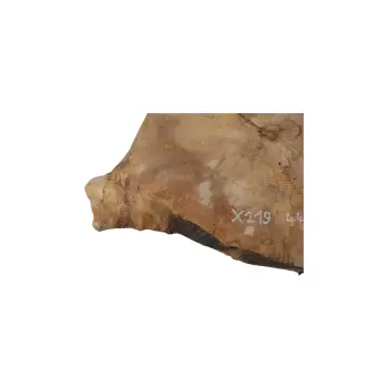 Plaster Jawora 44x35x5cm