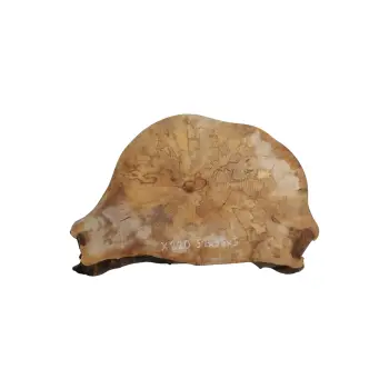 Plaster Jawora 51x35x5cm