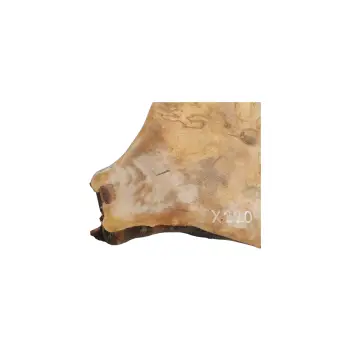 Plaster Jawora 51x35x5cm