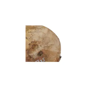 Plaster Jawora 38x33x5cm