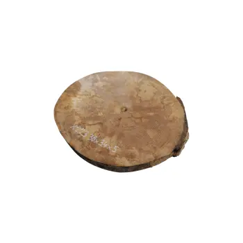 Plaster Jawora 38x34x5cm
