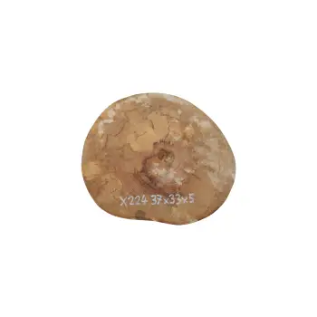 Plaster Jawora 37x33x5cm