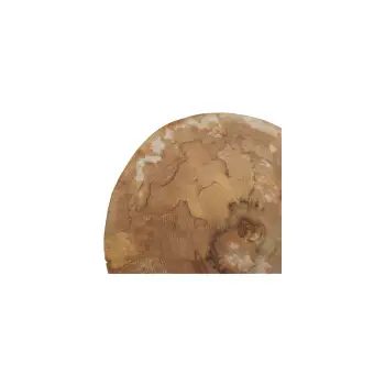 Plaster Jawora 37x33x5cm