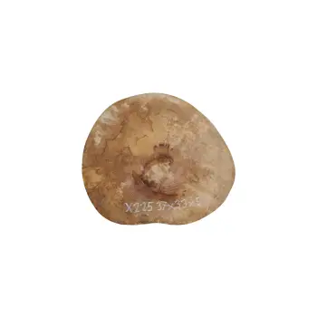 Plaster Jawora 37x33x5cm